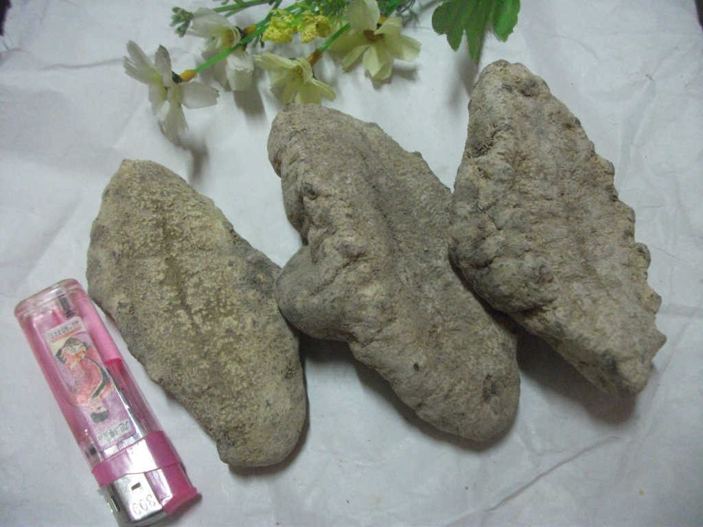 北海水产品海鲜干货批发猪婆参白瓜参白石参水发海参干大号