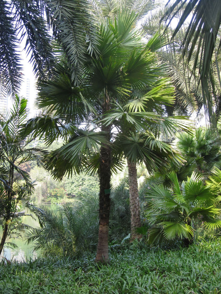 圆叶蒲葵小苗,绿化苗木,工程适用,价格优惠