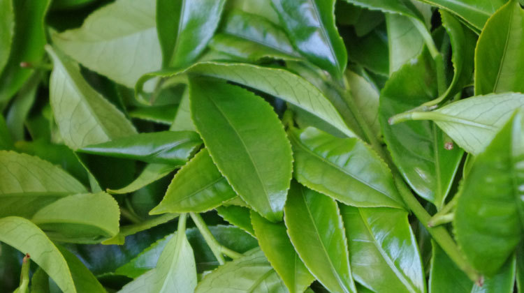 2013年新春茶 凤凰单枞茶 炭焙单丛 茶叶批发 现货出售 锯朵仔