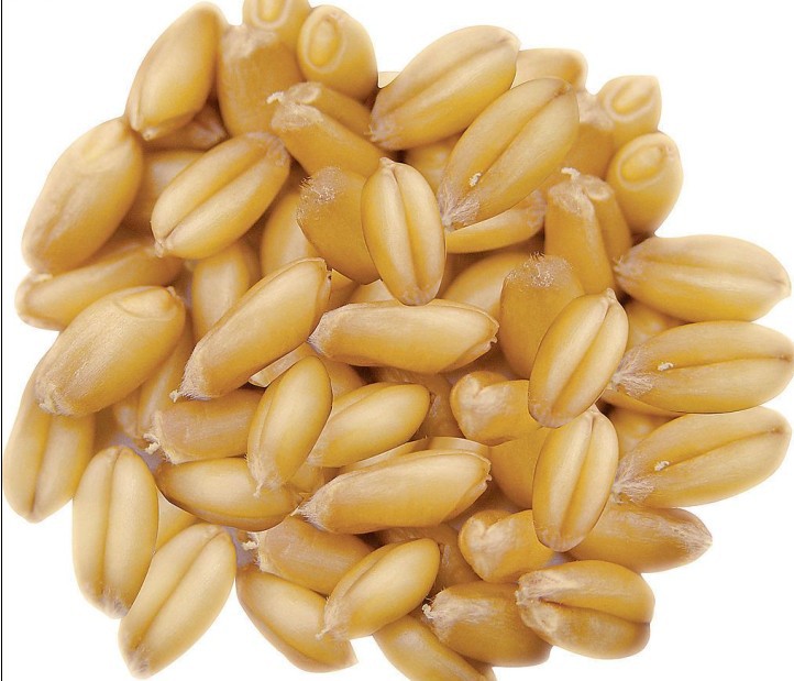 批发供应小麦 优质机选小麦 小麦 优质春小麦冬小麦 小麦种子图片