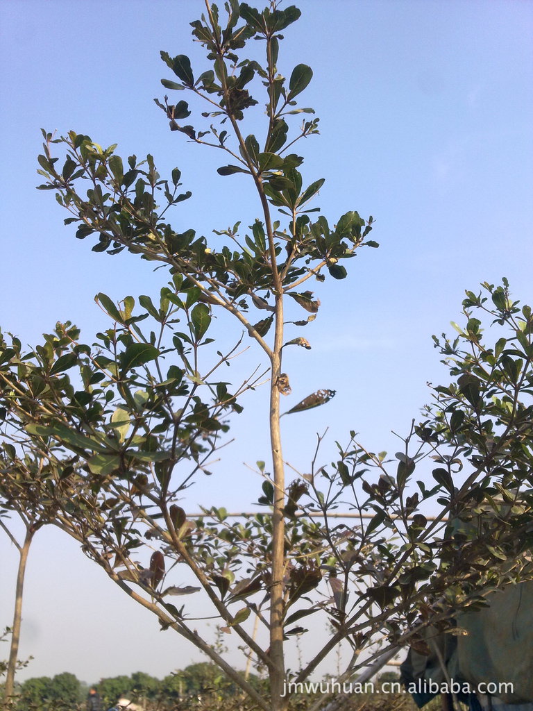 小叶伞树图片,大伞树图片,植物雨伞树图片_大山谷图库