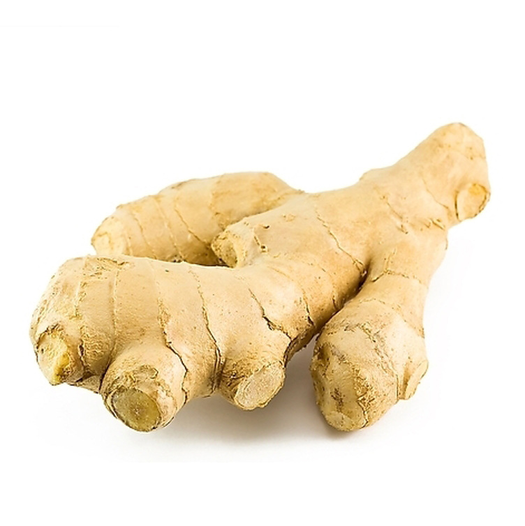 【山东 生姜新鲜大姜 保鲜姜 食品 出口品质 欢迎来