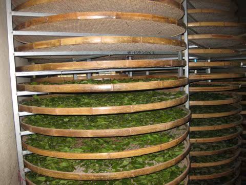 摇完青后,将茶叶摊放在簸箕上,称为凉青也叫等青.