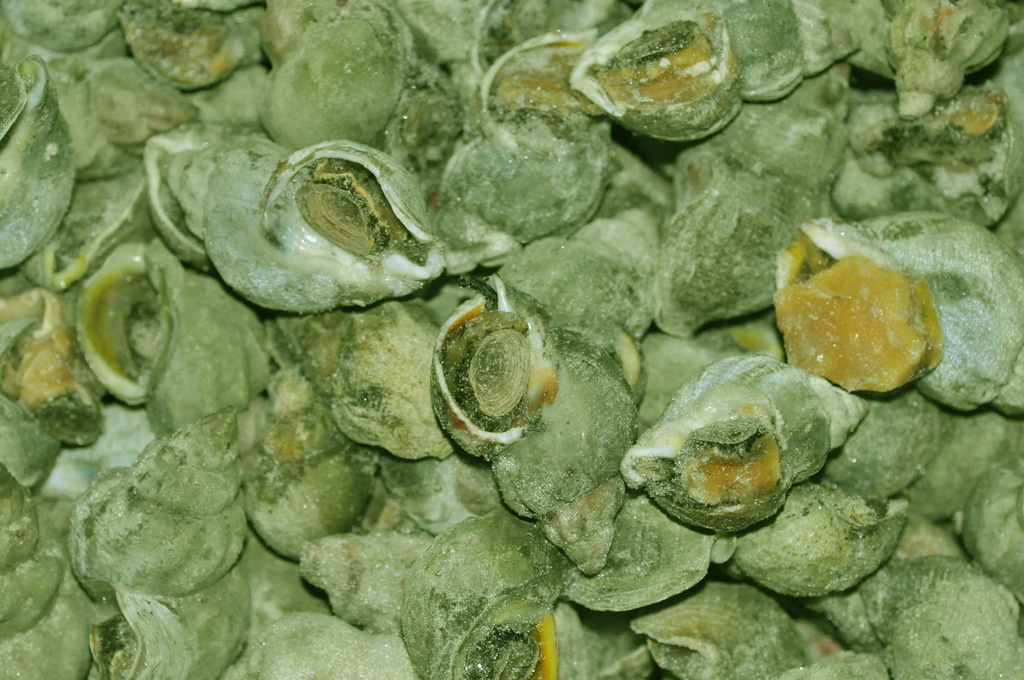 翡翠螺 海螺图片_2