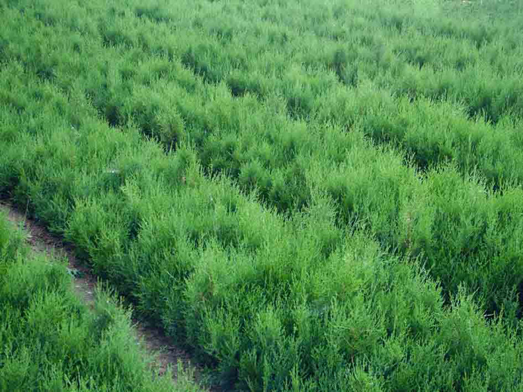 蜀桧树苗价格(蜀桧种植株行距)