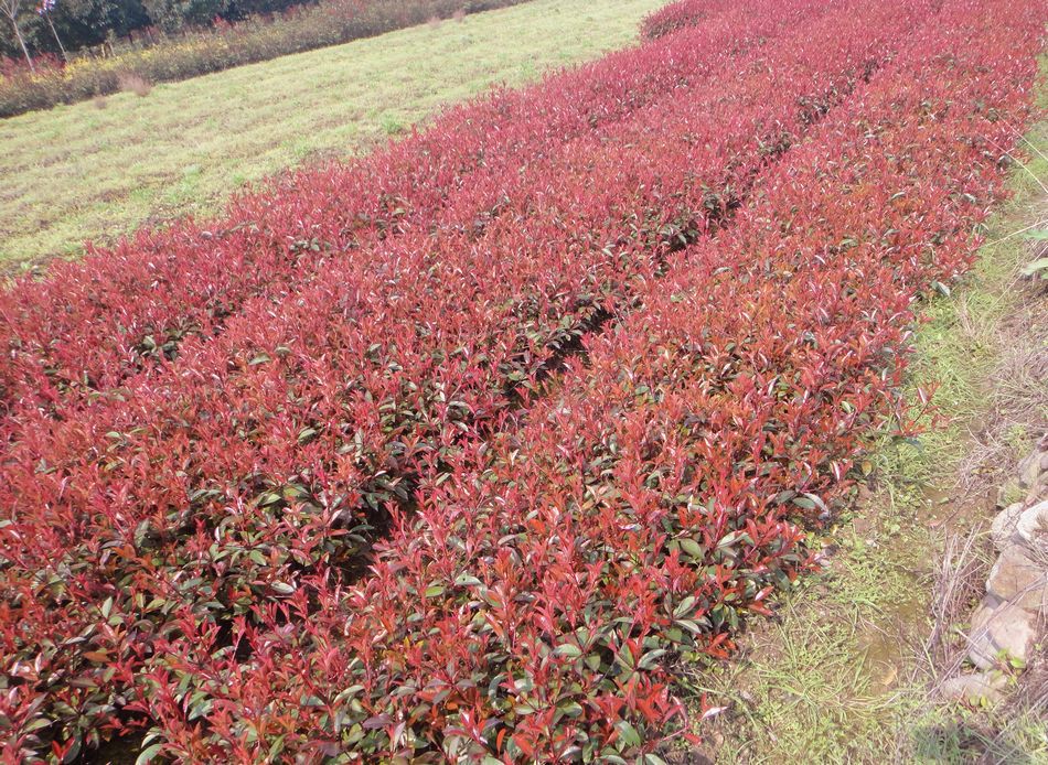 彩葉綠化紅葉石楠球紅葉石楠小批發江蘇紅葉石楠報價