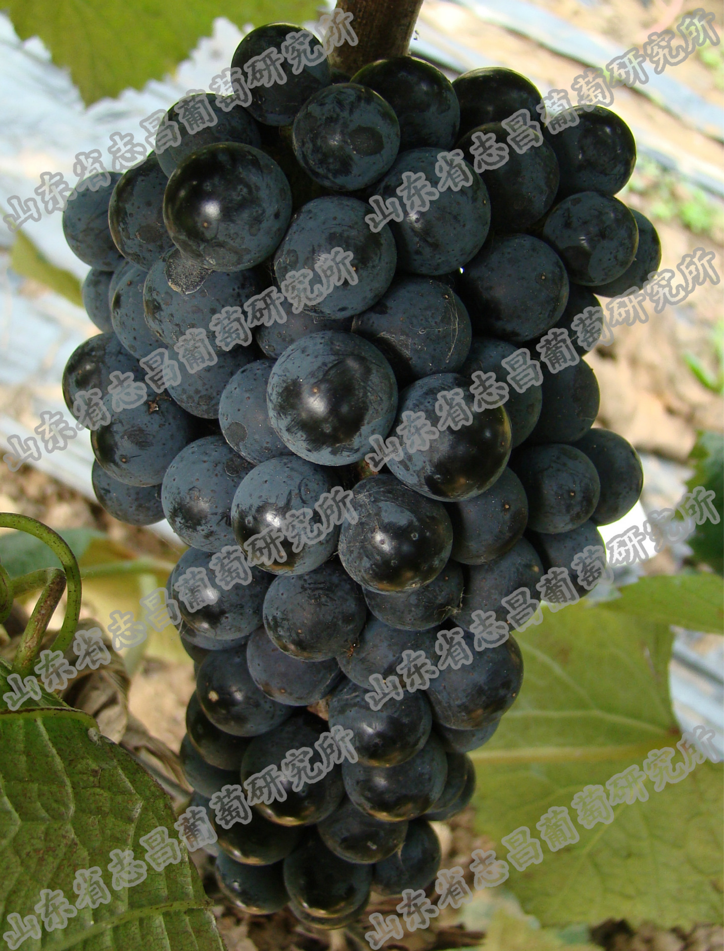 供应批发双优国外抗性砧木5bbso4嫁接苗自根苗酿酒红葡萄酒苗