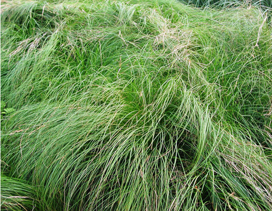 批發供應園林 綠化觀賞草 嶗峪苔草圖片_9