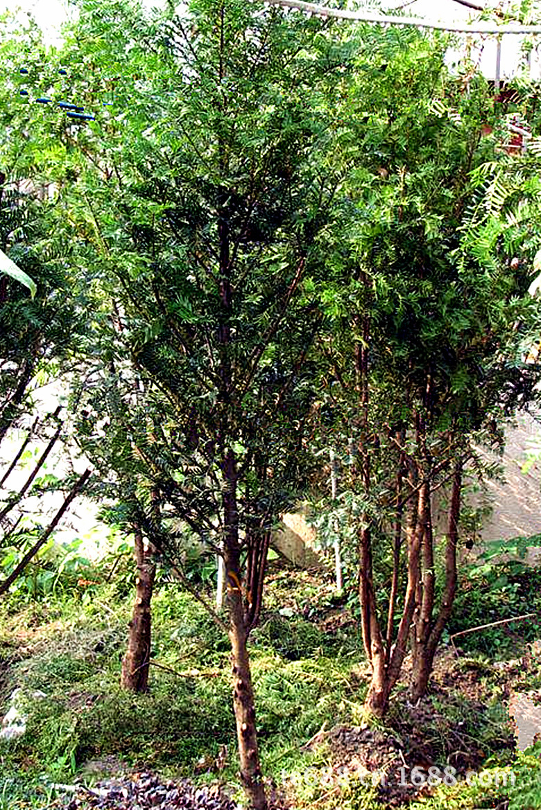 臺灣相思樹,胸徑8-10cm,假植苗,地苗,深圳,惠州基地自銷