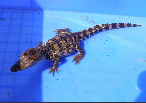 供应 活体鳄鱼苗 宠物鳄鱼 鳄鱼苗供应