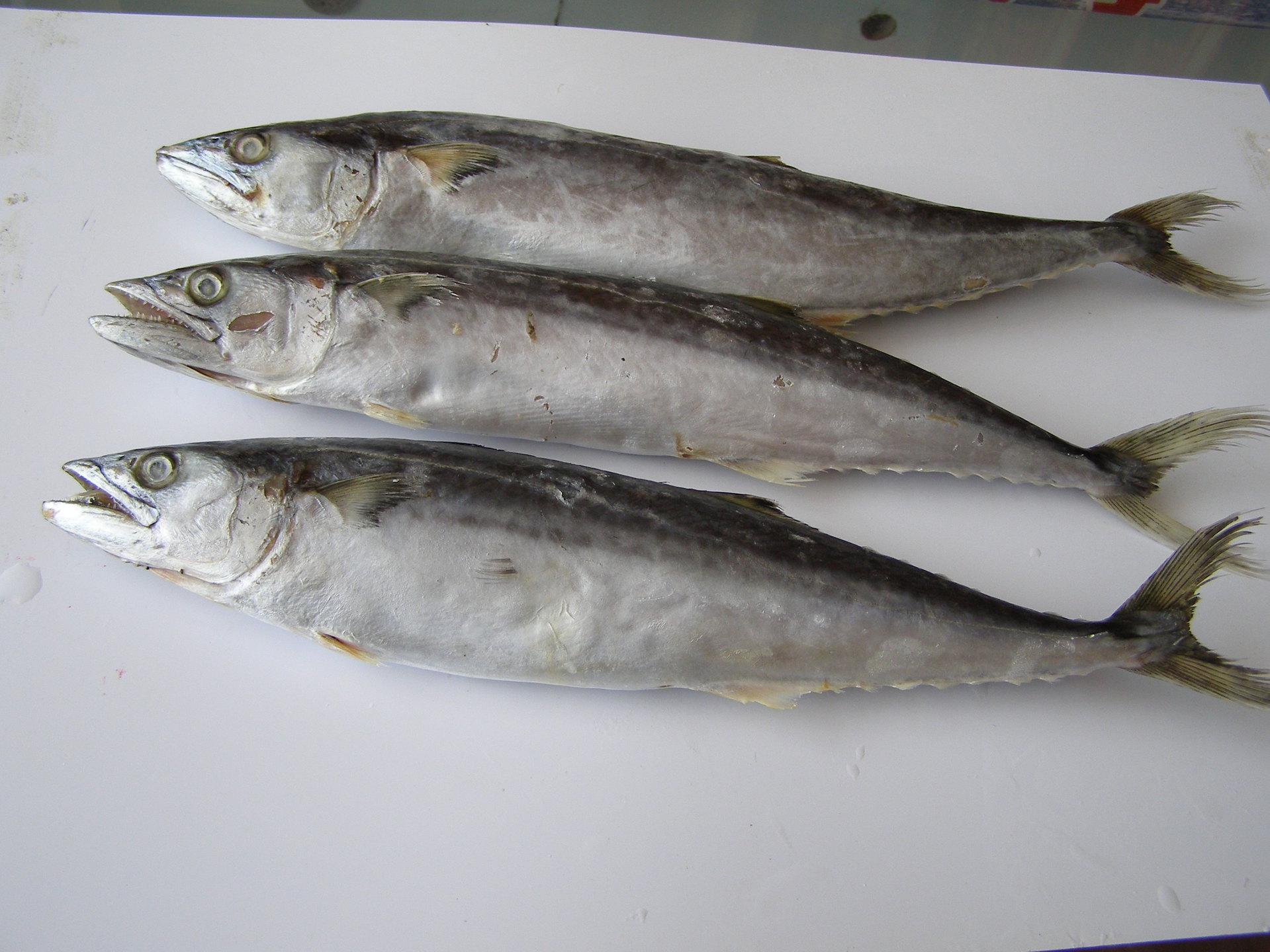 职工餐专供/船冻鲅鱼/鲜度极佳/冷冻鱼/不含运费不含税