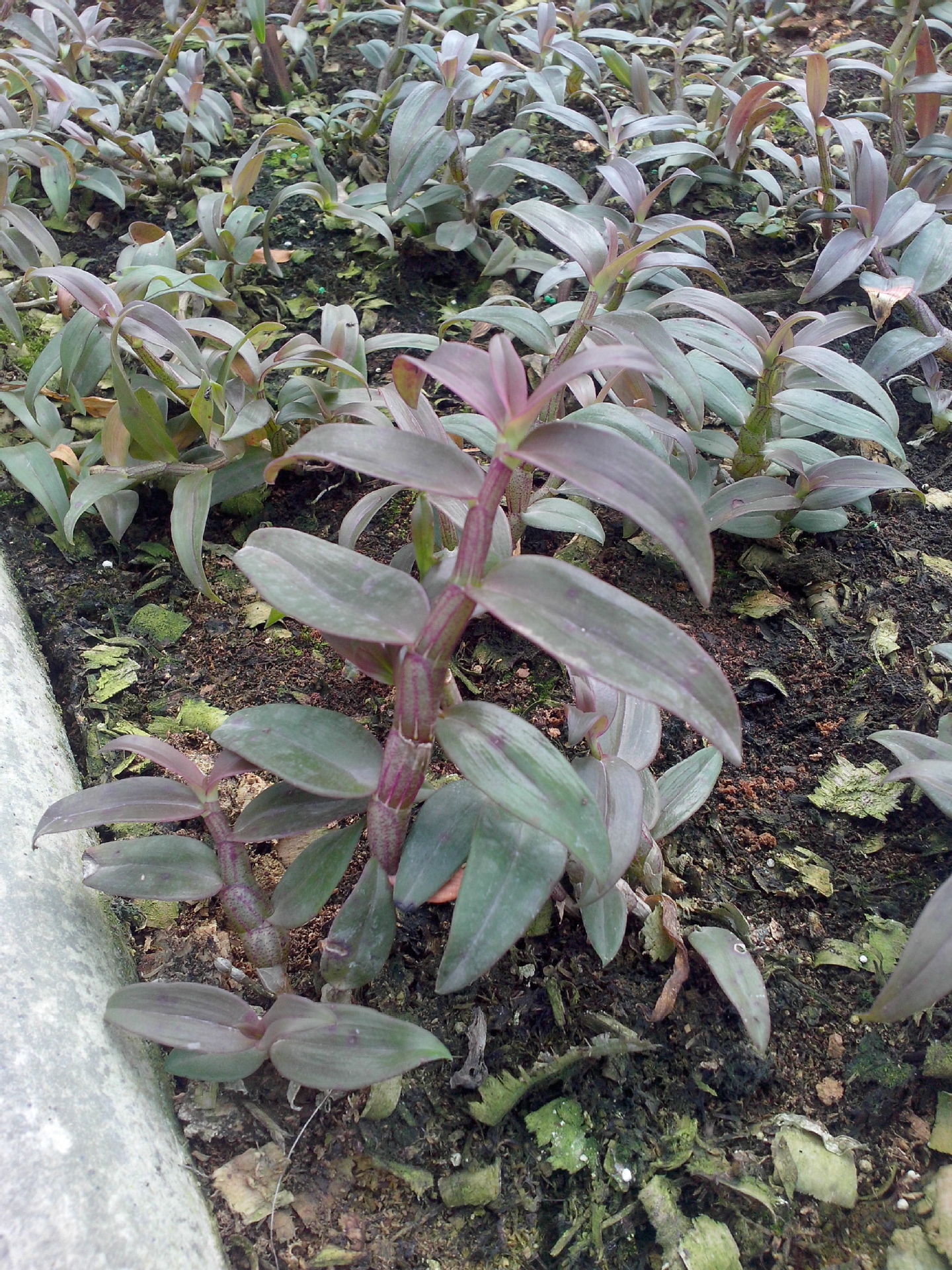 產品屬性 品名: 石斛 產地: 雲南 產品屬性: 根莖類 性狀: 仿野生種植