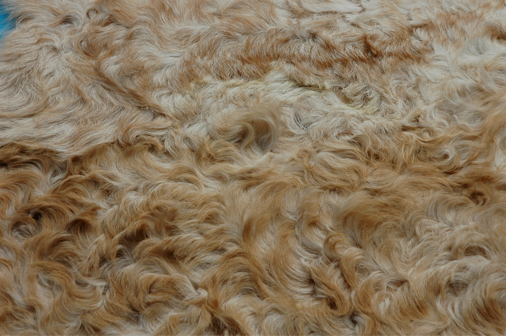 宁夏优质滩羊皮