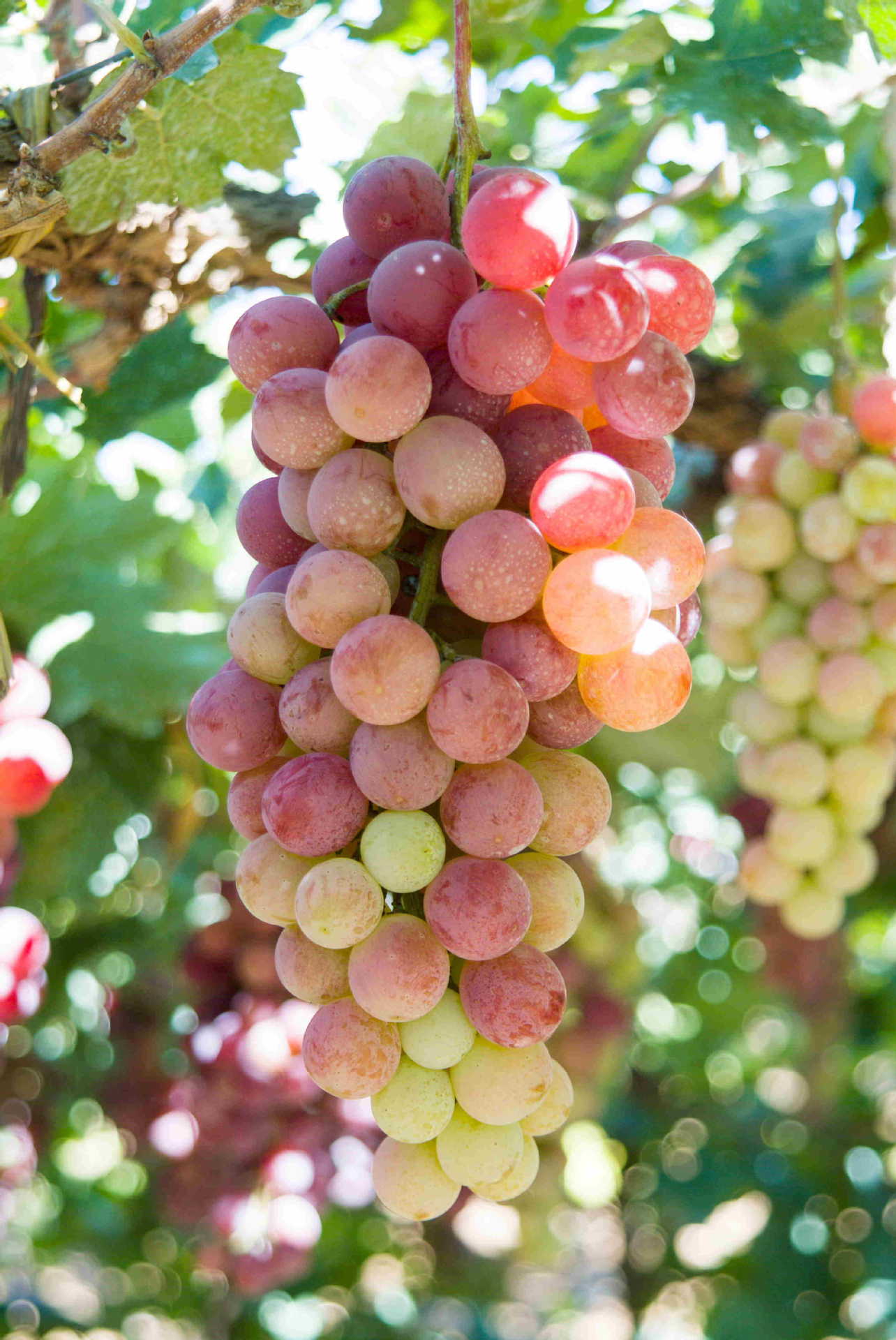 葡萄价格低廉 农家合作社 供应大量新鲜水果提子 诚邀批发商加盟