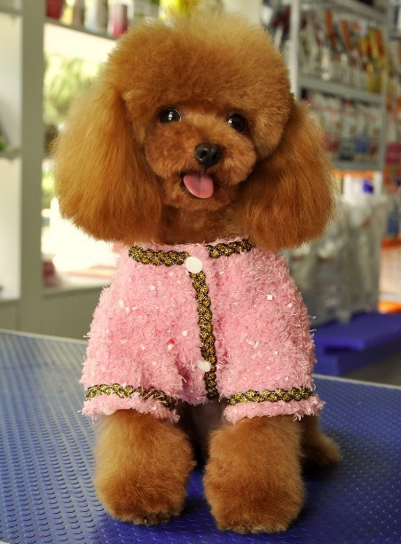 2013 宠物贵妇小外套,狗狗冬装,宠物衣服