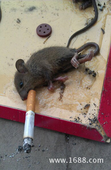 动物们每天都在挑战不可能