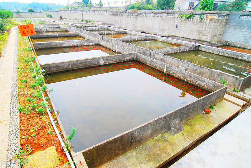 供应批发红白锦鲫 湖南长沙观赏鱼 柳吉观赏鱼养殖场