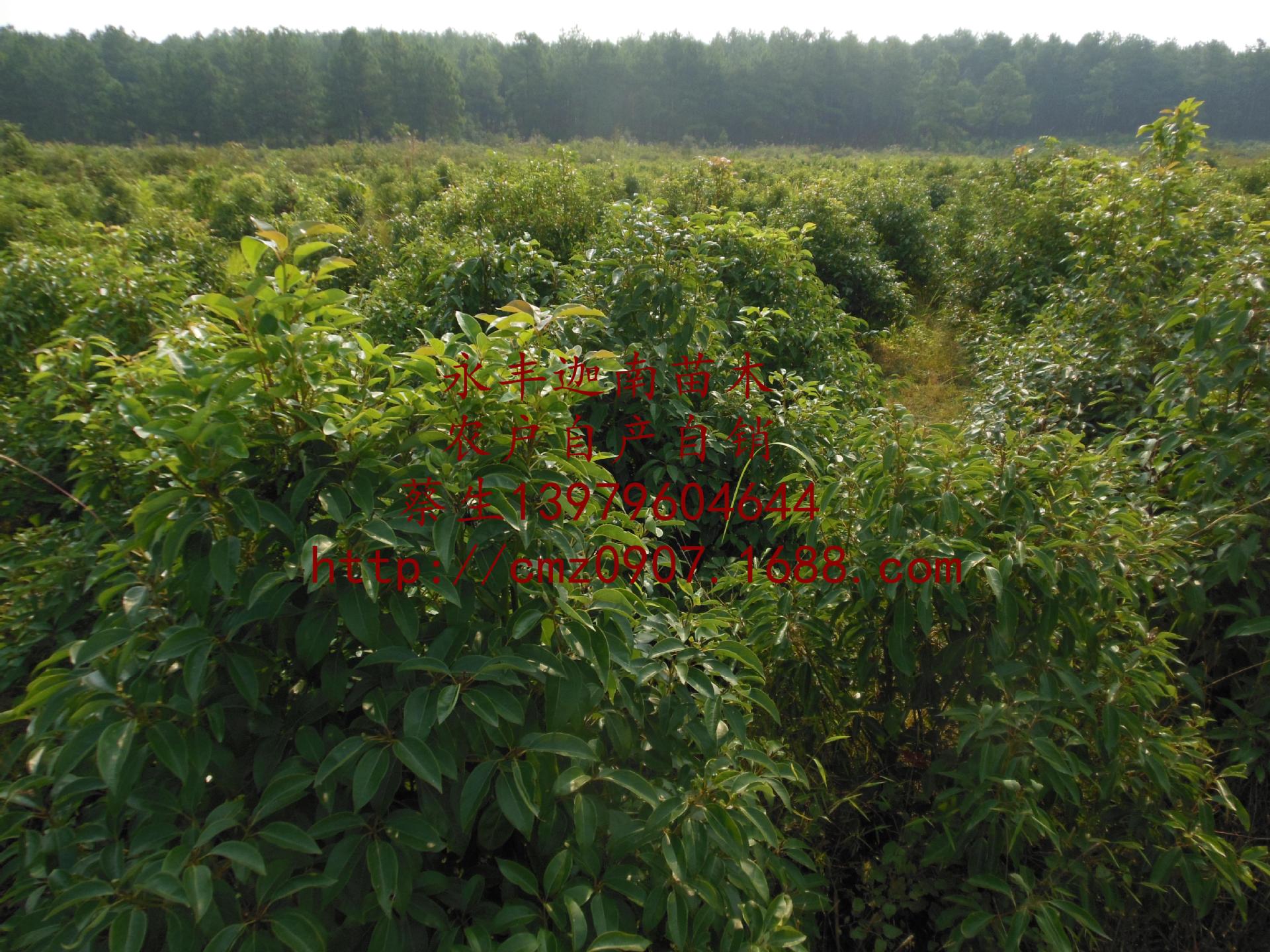 批发龙脑樟苗江西龙脑精油提炼吉安龙脑天然冰片龙脑樟