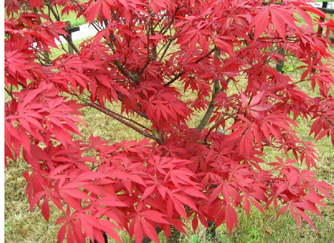 雞爪槭和紅楓哪個好養(紅楓和雞爪槭哪個適合栽在庭院裡)