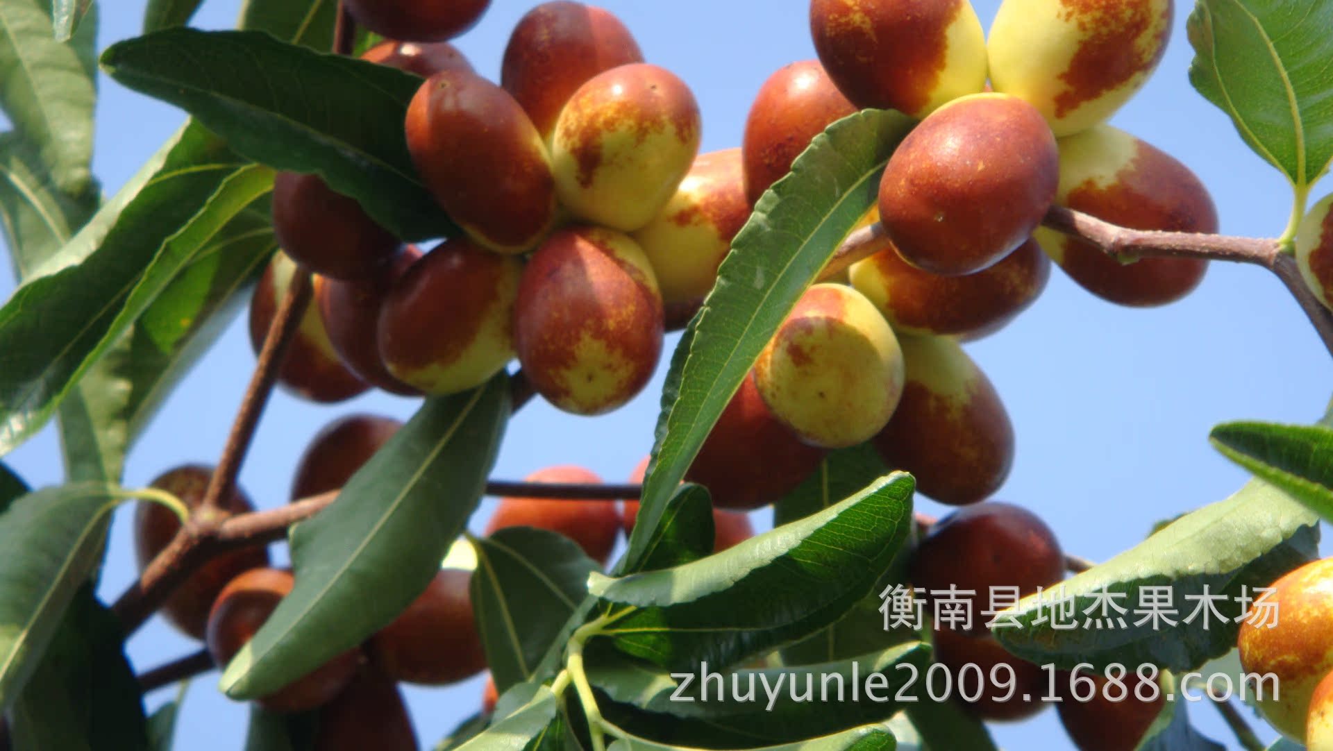 中秋酥脆枣,酥脆枣,香酥脆枣(第8页)_大山谷图库