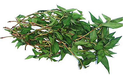 只要采一叶香柳叶放在手掌心轻轻揉碎,立刻 芳香扑鼻,沁人肺腑,闻过后