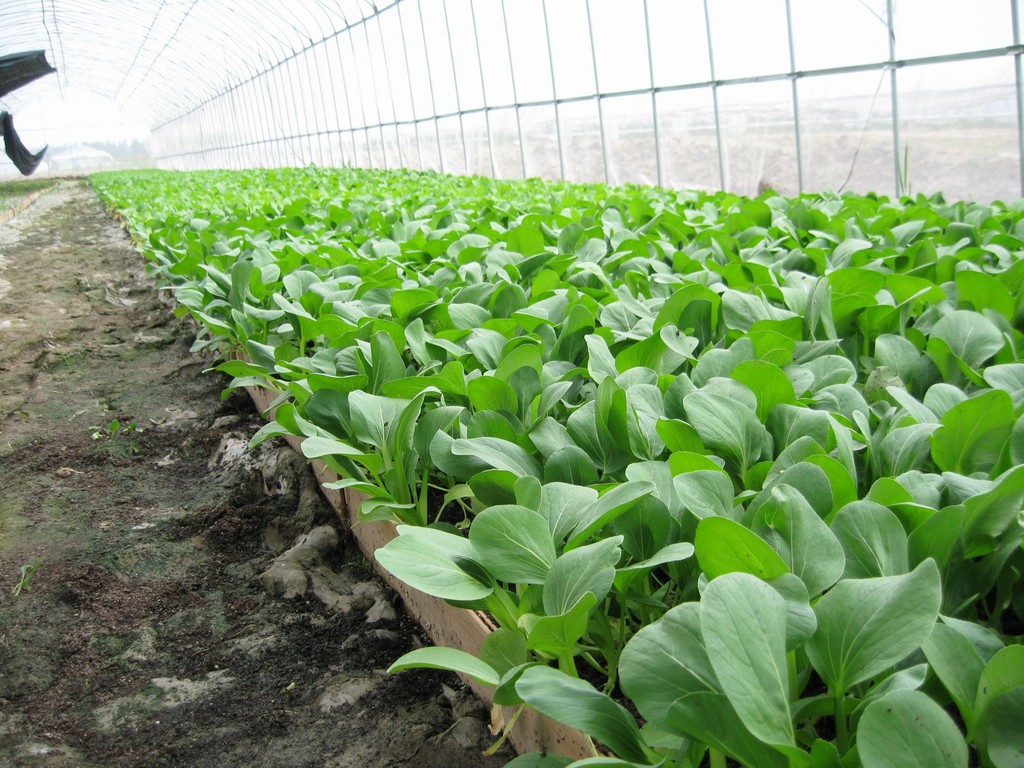 四季可栽培蔬菜品种 五月曼小白菜小青菜,适合阳台庭院和大田四季种植