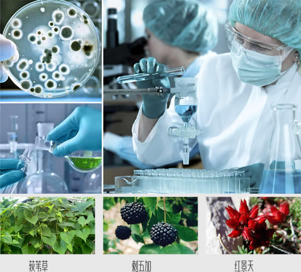 呵康荻苇草的好处