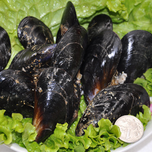 天天海鲜活鲜海虹500g特级野生海虹物美价廉营养丰富肉质鲜美