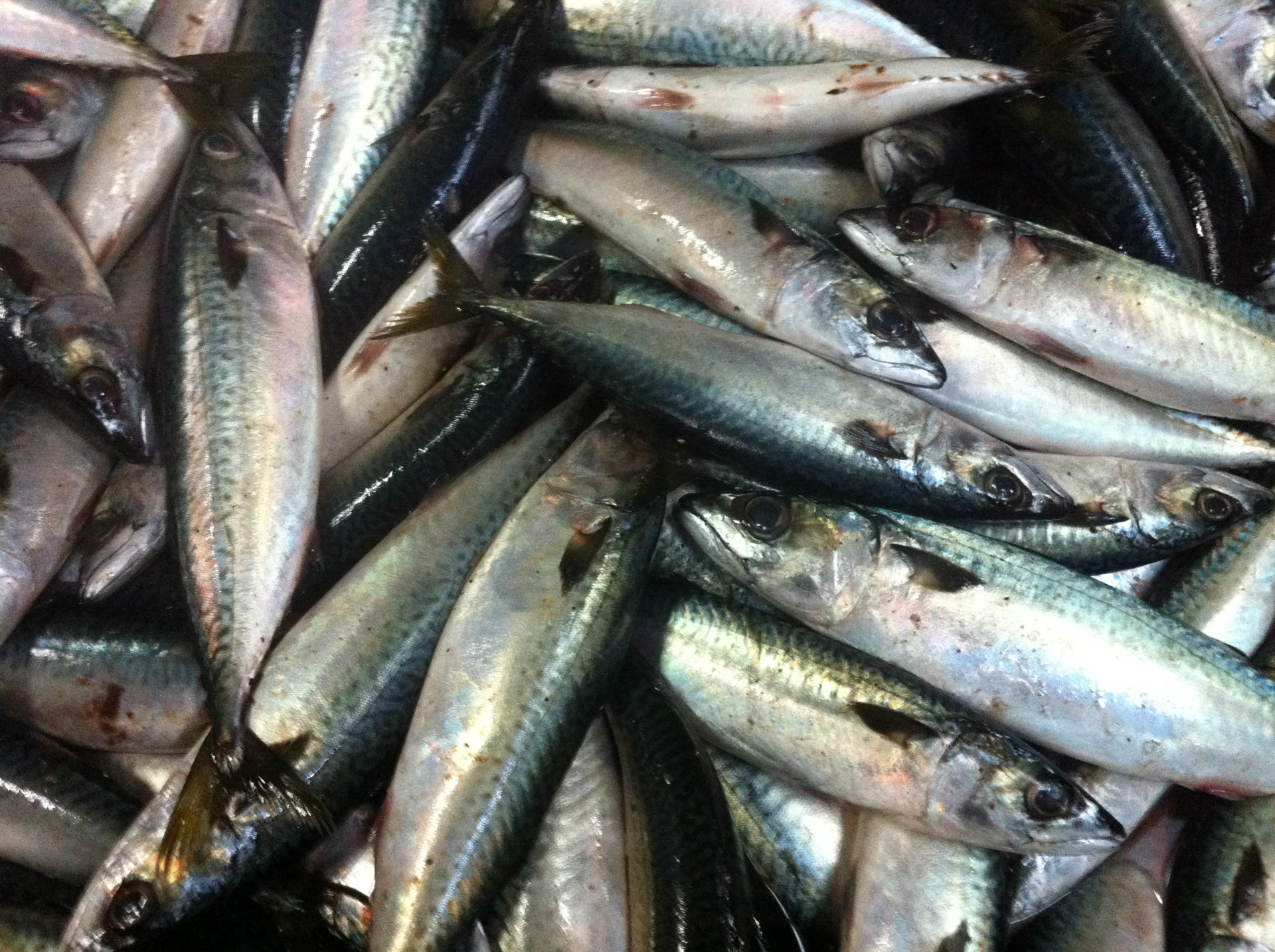 南光供应各种规格的青占鱼