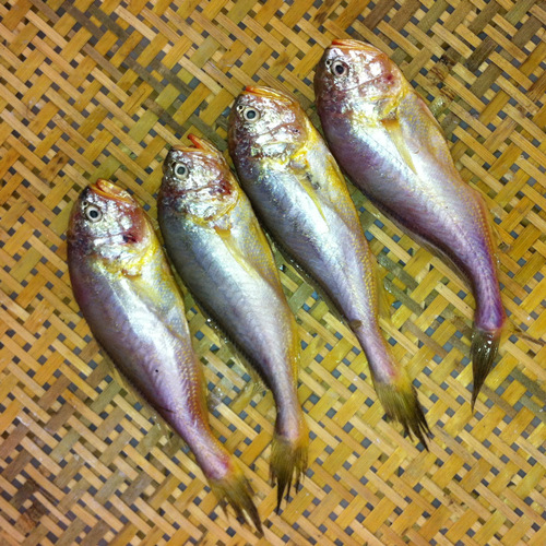 东海野生梅童鱼 小网海鲜 当天海捕 特级品质