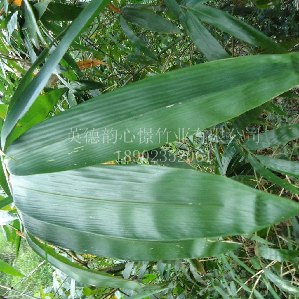 麻竹叶清香粽叶广东种植地生产厂家批发
