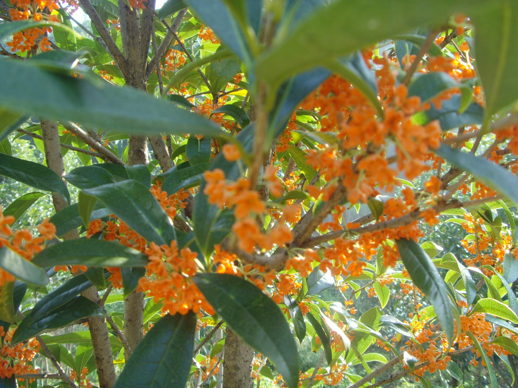 热销国家地理标志保护产品-浦城桂花(丹桂