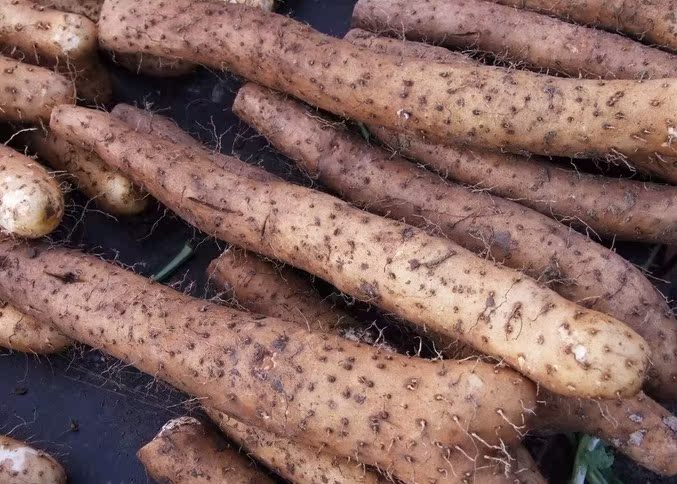 我要发芽 蔬菜种子 山药种子 山药豆 淮山药麻山药 抗衰老 6粒/包