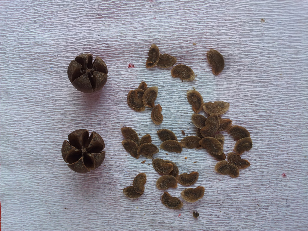 木荷种子 木荷苗(防火林树种)