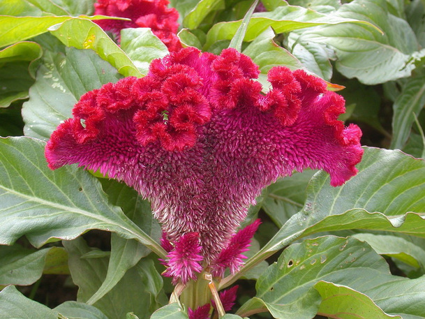 供应花卉种子 头状鸡冠花