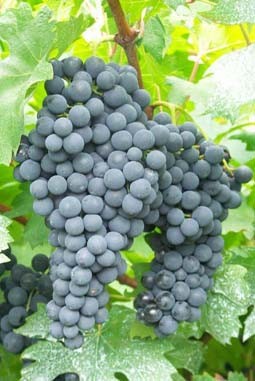 富利牛奶葡萄 天然健康提子 绿色无污染