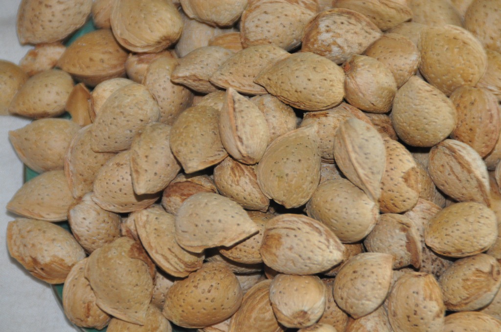 新疆特产巴旦木 新疆特产批发 巴达木批发 优质新疆特产直销