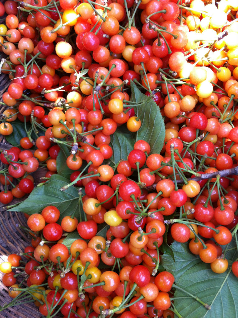 纯天然无公害樱桃大量供应