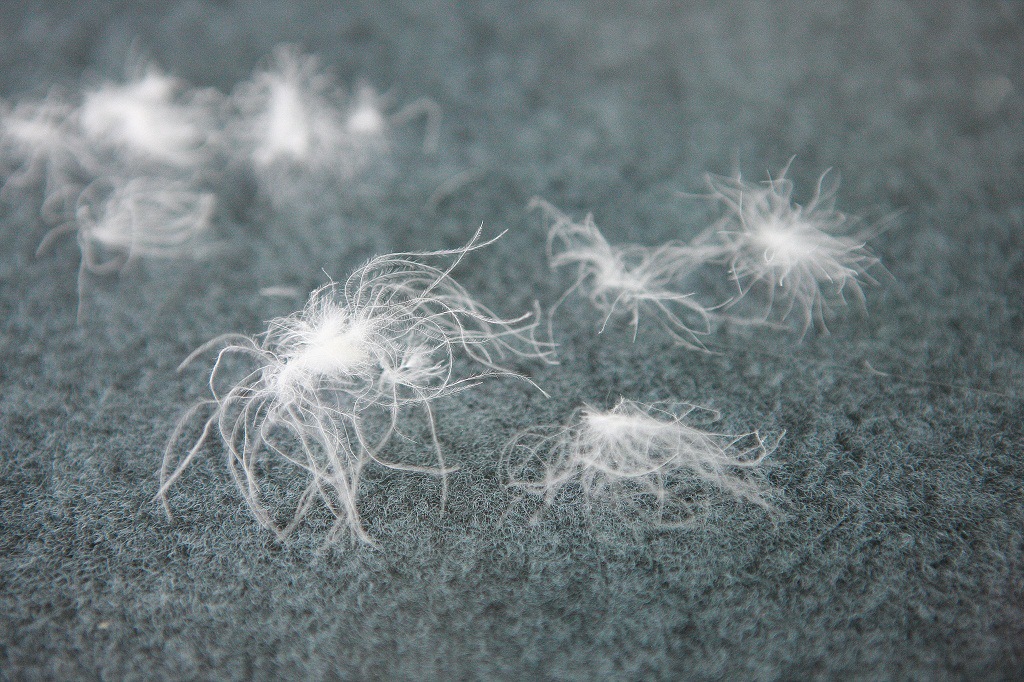 首页 纺织材料 原料 羽毛 >尚爱羽绒 新国标80%水洗白鸭绒 灰鸭绒