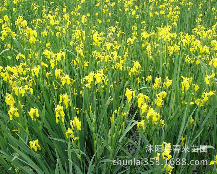 挺水型水生花卉,蘆葦,鳶尾,千屈菜,菖蒲,香蒲,慈姑,梭魚草,水蔥,花葉