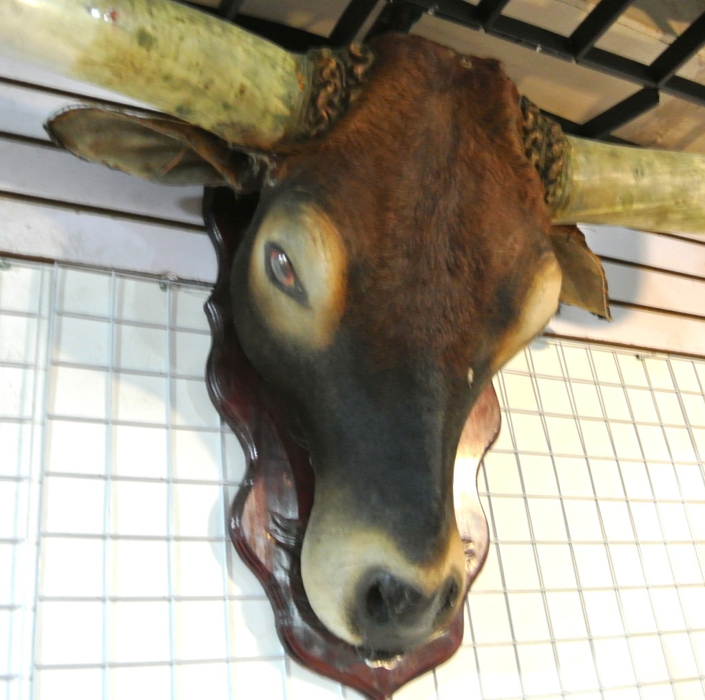 批发天然牛头角架标本jzp215 镇宅辟邪办公家居装饰牛角制品