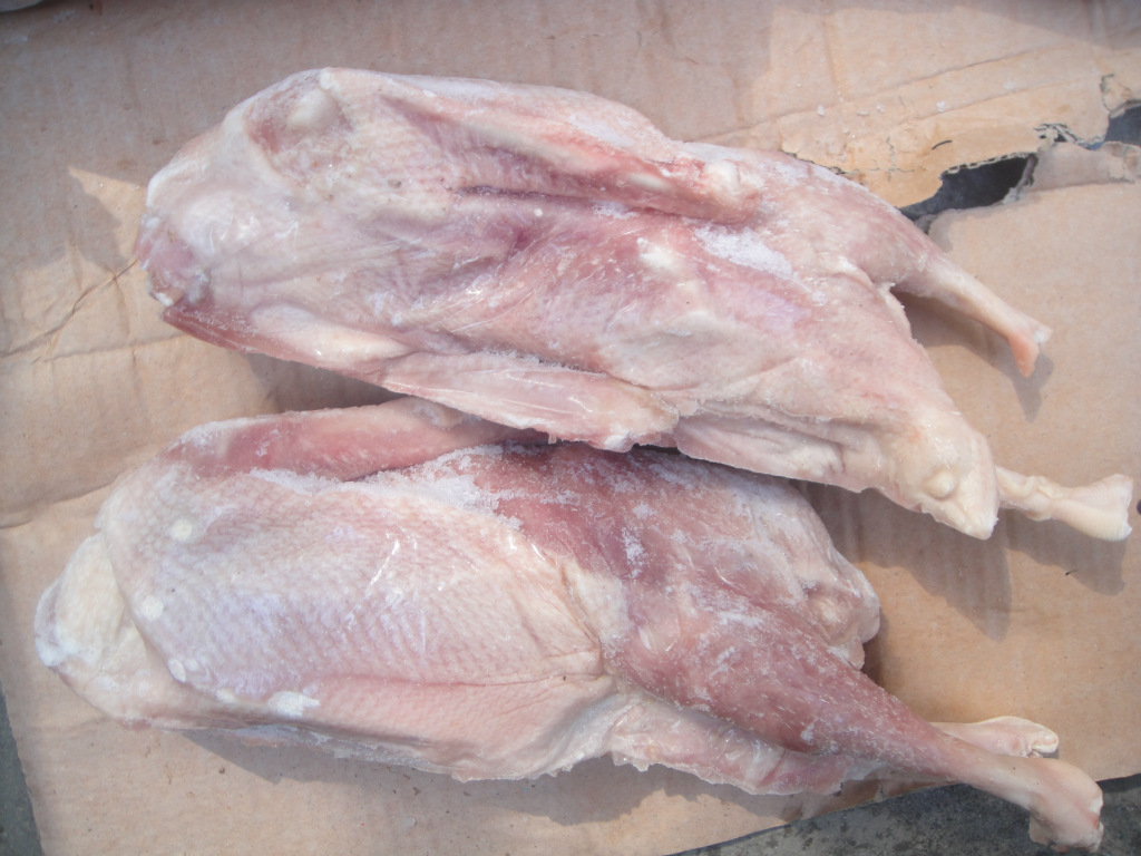 老鹅毛1年以上2000只/天