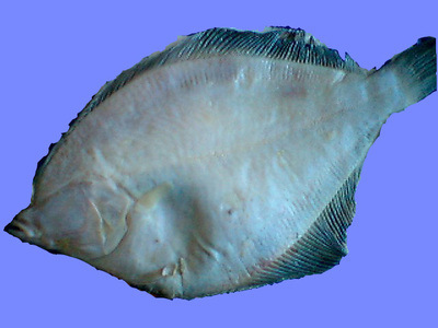 实惠美味的偏口鱼