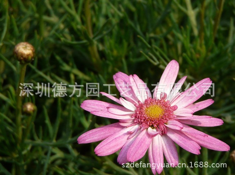 【那些,花儿】 玛格丽特花 小王