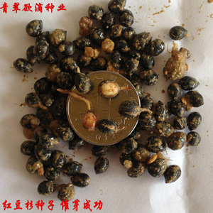 毛竹栽培技术的探索与实践