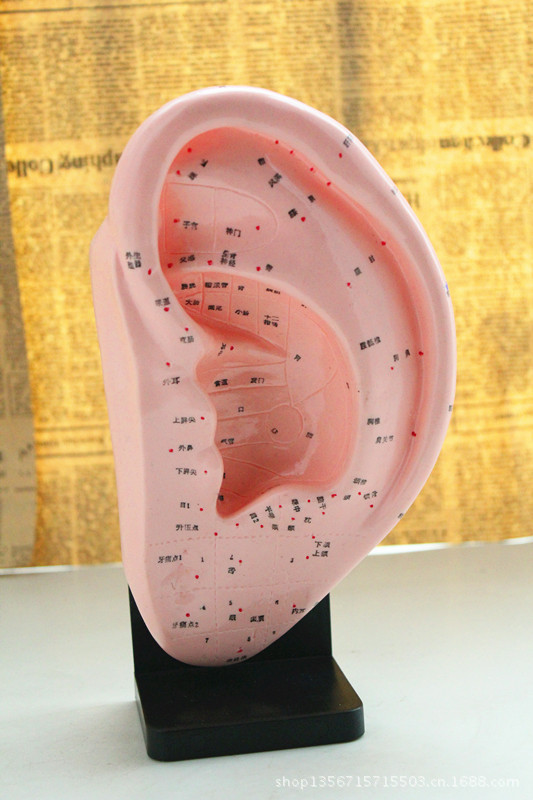人体医学耳朵针灸模型 22cm人体模型 针灸穴位模型 耳模型 耳针