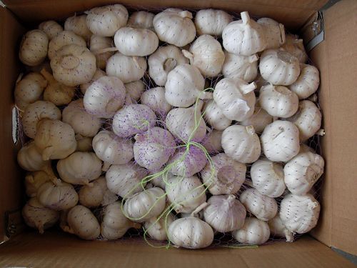 garlic) 包裝:紙箱(carton) 金鄉縣泰隆商貿