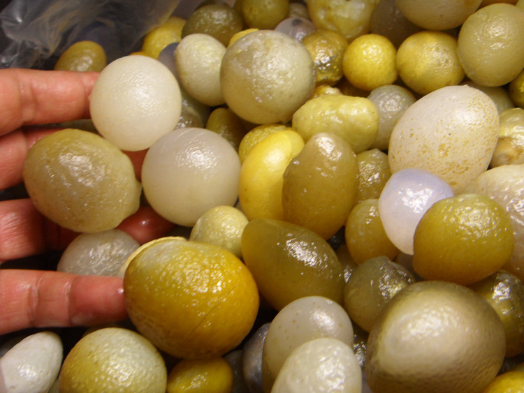 鸡蛋 鸽子蛋 玛瑙原石 玉石 6公斤5800元 收藏品