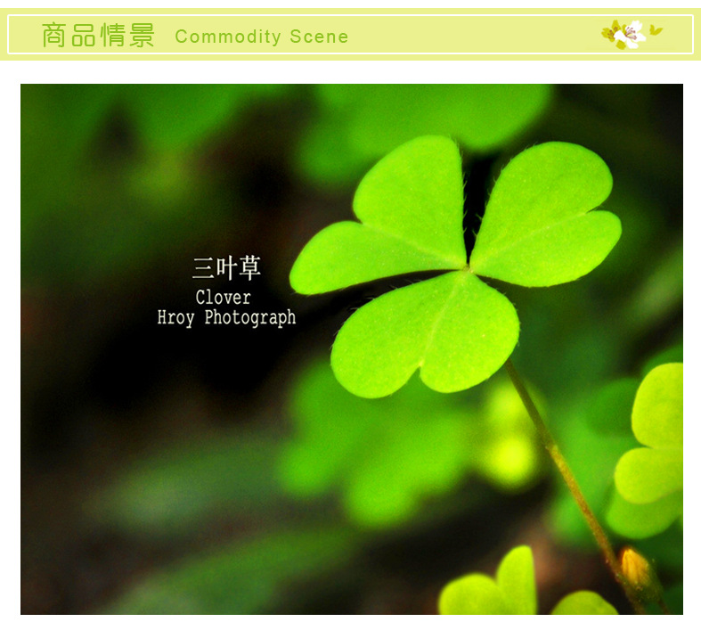 厂家直销ay7056三叶草第三代可移墙贴pvc透明膜