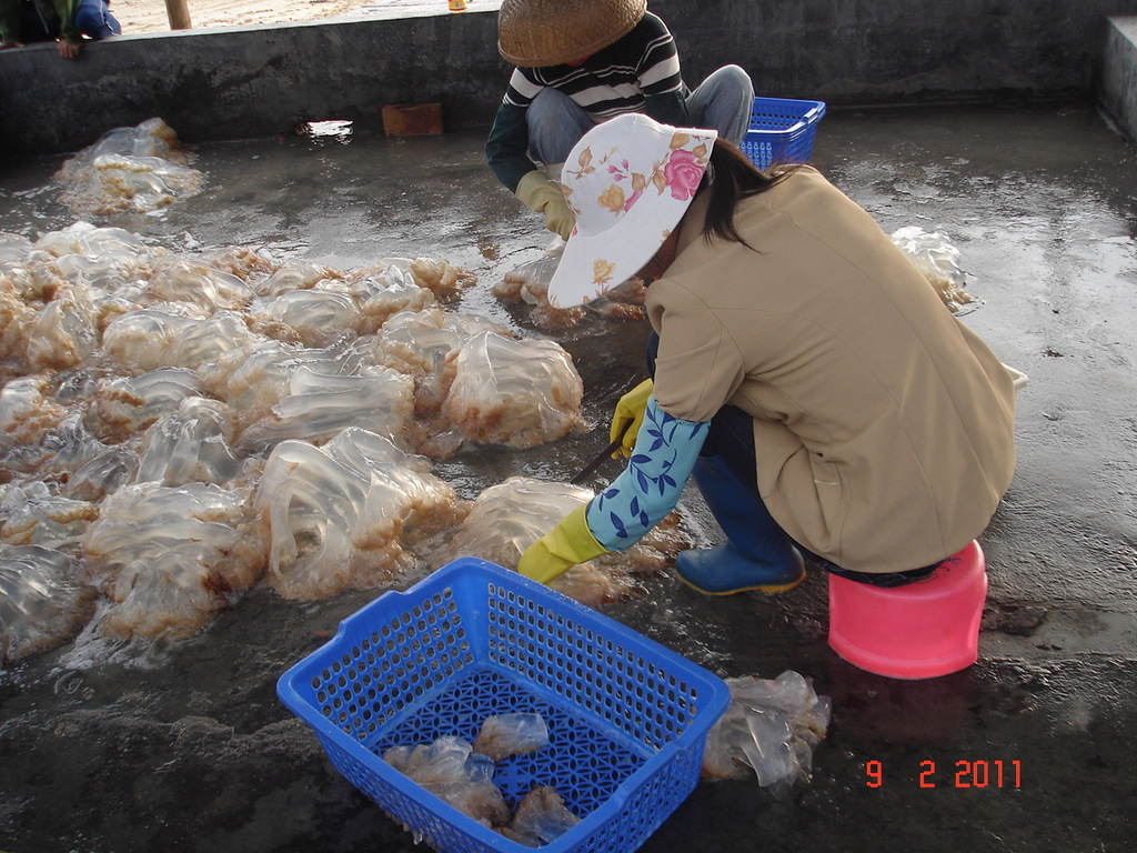 天然深海加工海蜇,符合安全食用标准